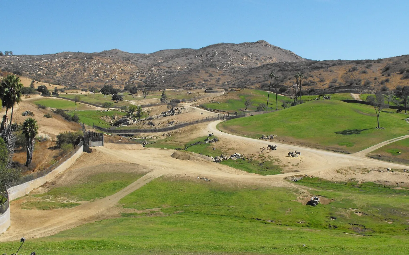 Open field exhibit with animals at the San Diego Zoo Safari Park in Escondido.